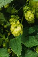 conceito de agricultura e agricultura. cones de lúpulo orgânicos maduros frescos verdes para fazer cerveja e pão, close-up. lúpulo fresco para a produção de cerveja. planta de lúpulo crescendo no jardim ou fazenda. foto