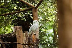 a coruja-das-torres é a mais comum de sua espécie e é encontrada em todo o mundo. zoológico de hogles. coruja no zoológico foto