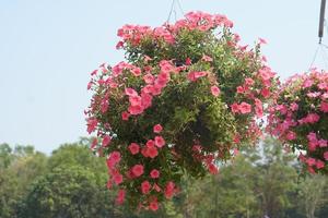 Rosa flor decoração suspensão casa decoração foto