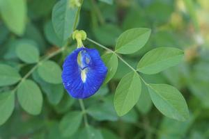 azul ervilha flores dentro a jardim foto