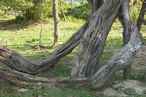 torto videiras dentro a jardim foto