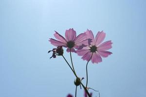 lindo cosmos flores florescendo dentro a Sol azul céu fundo foto