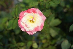 lindo rosa florescendo dentro a Sol foto