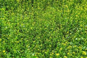 fotografia sobre o tema mostarda de flores silvestres em prado de fundo foto