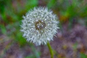 dente-de-leão de sementes de flores silvestres em prado de fundo foto