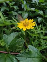 borboleta é em a amarelo flores dentro a verde Relva foto