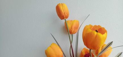 tulipas com branco parede fundo foto