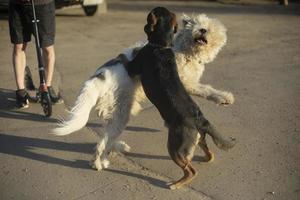 dois cães brigam. jogo de estimação. foto