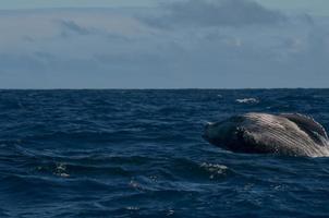 baleia jubarte rompendo e pulando no mar azul da polinésia foto