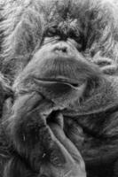 macaco orangotango close-up retrato foto