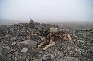 a rouco newar caçando arma de fogo dentro Svalbard Spitzbergen foto