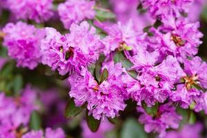 floração arbustos com brilhante Rosa flores, Rosa rododendro foto