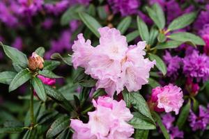 floração arbustos com brilhante Rosa flores, Rosa rododendro foto