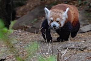 vermelho panda chegando para você foto