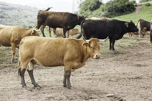 selvagem vacas dentro natureza foto