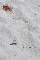 caranguejo eremita na praia de paraíso tropical de areia branca foto