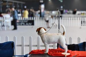 Génova, Itália - pode 21 2016 - anual público internacional cachorro mostrar foto