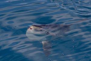 peixe-lua na superfície do mar enquanto come água-viva velella foto