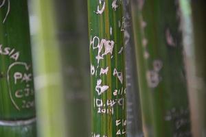 amo escritos em bambu verde foto