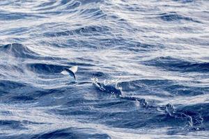 peixe voador sobre o oceano azul foto