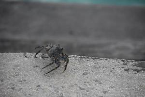 caranguejo rastejando através uma Rocha dentro Aruba foto