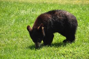 precioso Preto Urso filhote cheirando a Relva foto