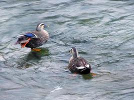 uma par do colorida pato-real patos, mandarim patos casal dentro a lago, 1 em pé em a pedra, 1 é natação dentro Claro verde água. foto