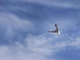 baixo ângulo Visão do uma gaivota espalhando asas vôo dentro a ar, lindo azul céu branco nuvem fundo foto