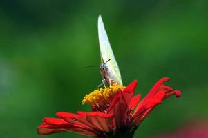 branco borboleta em vermelho flor, verde dissolvido fundo foto