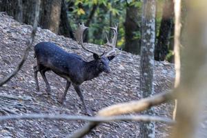 Preto melânico masculino pousio veado dentro amor estação dentro a floresta dentro outono foto