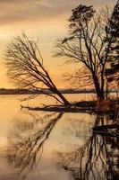 árvore caída curvada sobre o rio gauja ao pôr do sol na letônia