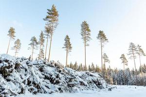 floresta em janeiro na letônia