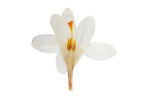 834 branco flor isolado em uma transparente fundo foto