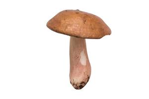 3595 cogumelo legumes isolado em uma transparente fundo foto