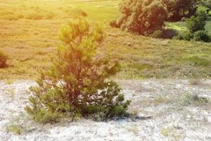 manhã ensolarada de primavera no prado com árvores foto