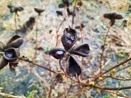 sementes de paeonia suffruticosa em estrelas. sementes de árvore de flor de peônia em um fundo desfocado. peônia, símbolo de um semi-arbusto na cultura chinesa. sementes da flor nacional da china. jardinagem, floricultura foto