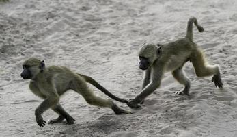 dois jovem babuínos brincar dentro África foto