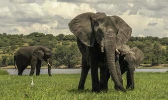 uma família do elefantes ao longo a Chobe rio. foto