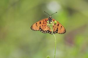 uma lindo borboleta empoleirado em uma selvagem plantar durante uma muito ensolarado dia foto