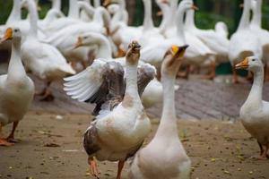 feche os patos brancos dentro do jardim lodhi delhi índia, veja os detalhes e expressões dos patos durante o entardecer foto