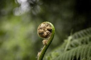 fechar acima selvagem plantar dentro a floresta foto