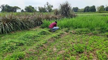 indiano Vila agricultor levar alimentos para ele vacas uma forragem agricultura foto