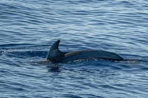 golfinho nariz de garrafa no mar azul profundo foto