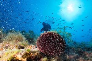 mar ouriço com uma mergulhador embaixo da agua fechar acima foto