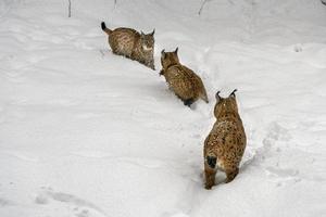 lince no retrato de neve vindo até você foto