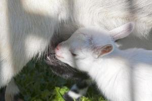 recém-nascida babá de cabra branca foto