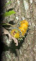 uma amarelo Minhoca grub lagarta foto