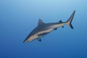 uma mandíbula de tubarão cinza pronta para atacar o retrato de perto subaquático foto