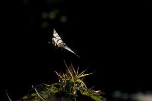 rabo de andorinha borboleta machaon fechar retrato foto