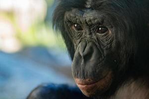 close-up do retrato do macaco bonobo chimpanzé foto